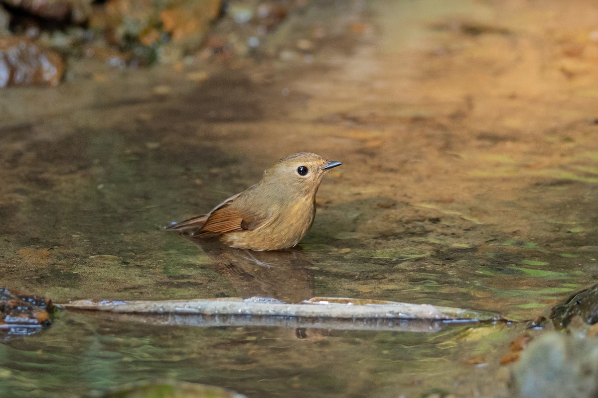Snowy-browed Flycatcher - ML644350979