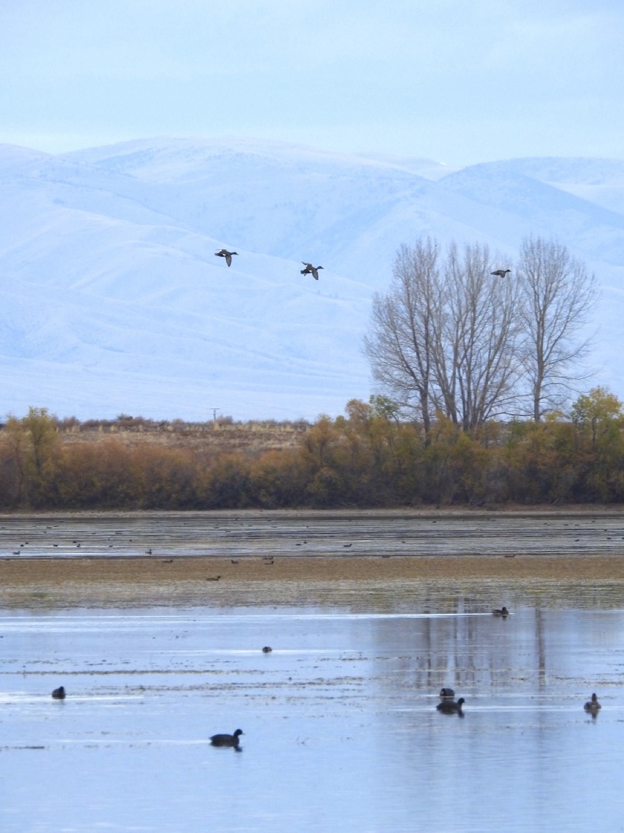 Gadwall - ML644350992