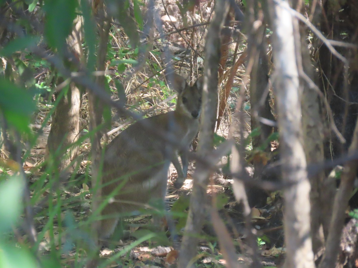 Agile Wallaby - ML644350996