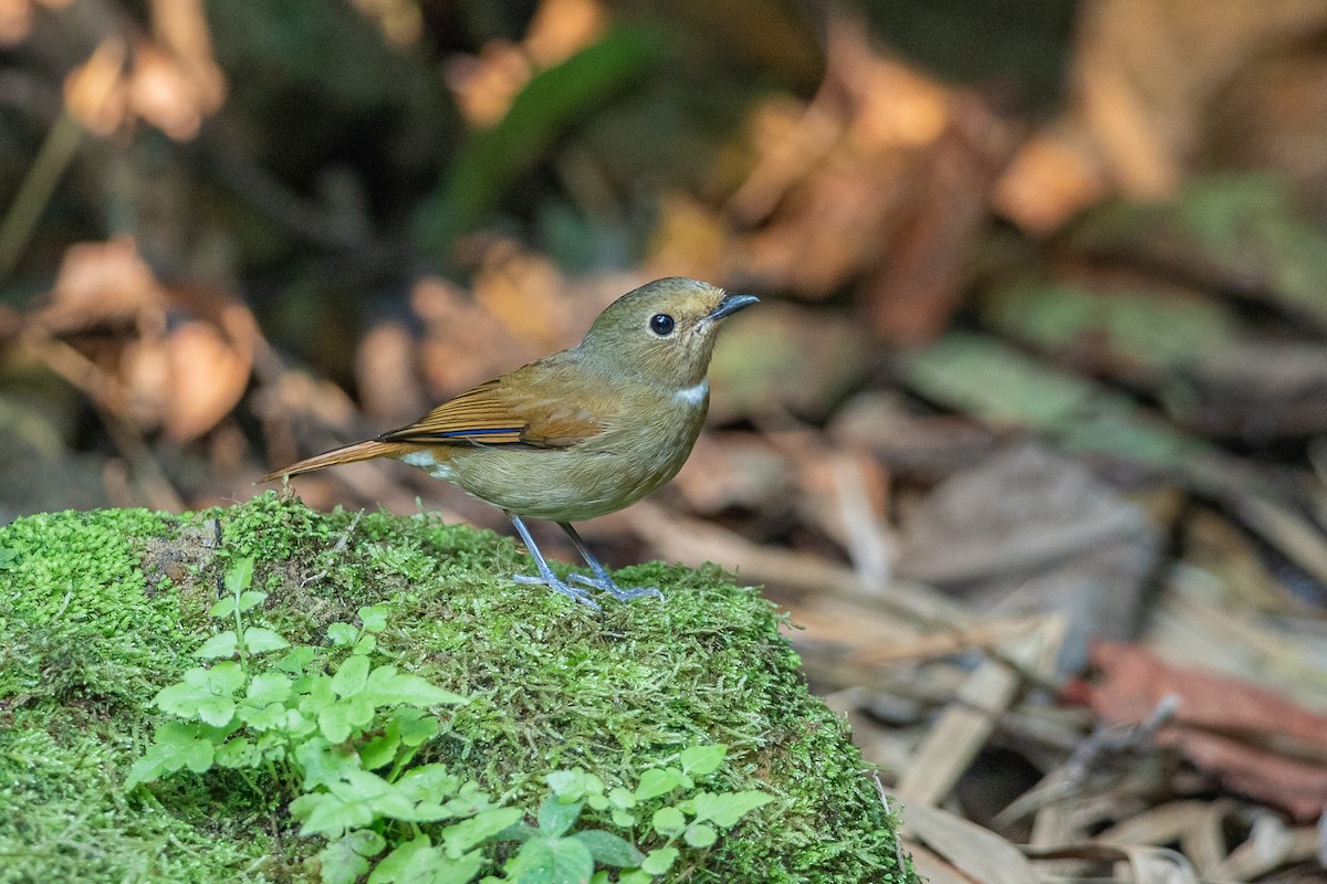 Rufous-bellied Niltava - ML644350997