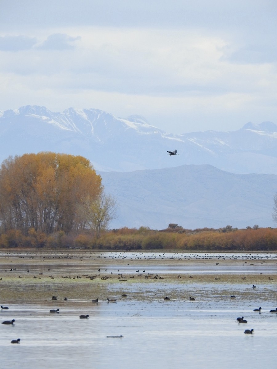 Great Blue Heron - ML644350998