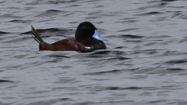 Lake Duck - ML644351000