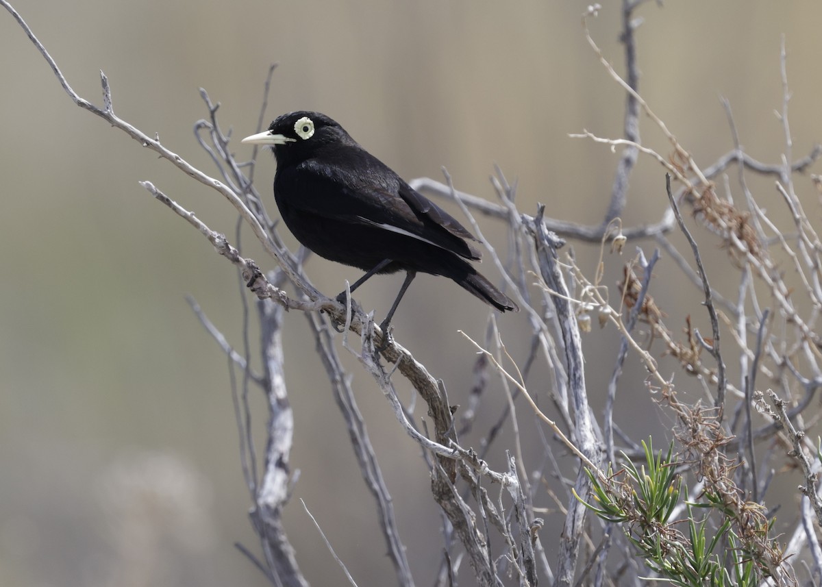 Spectacled Tyrant - ML644351004