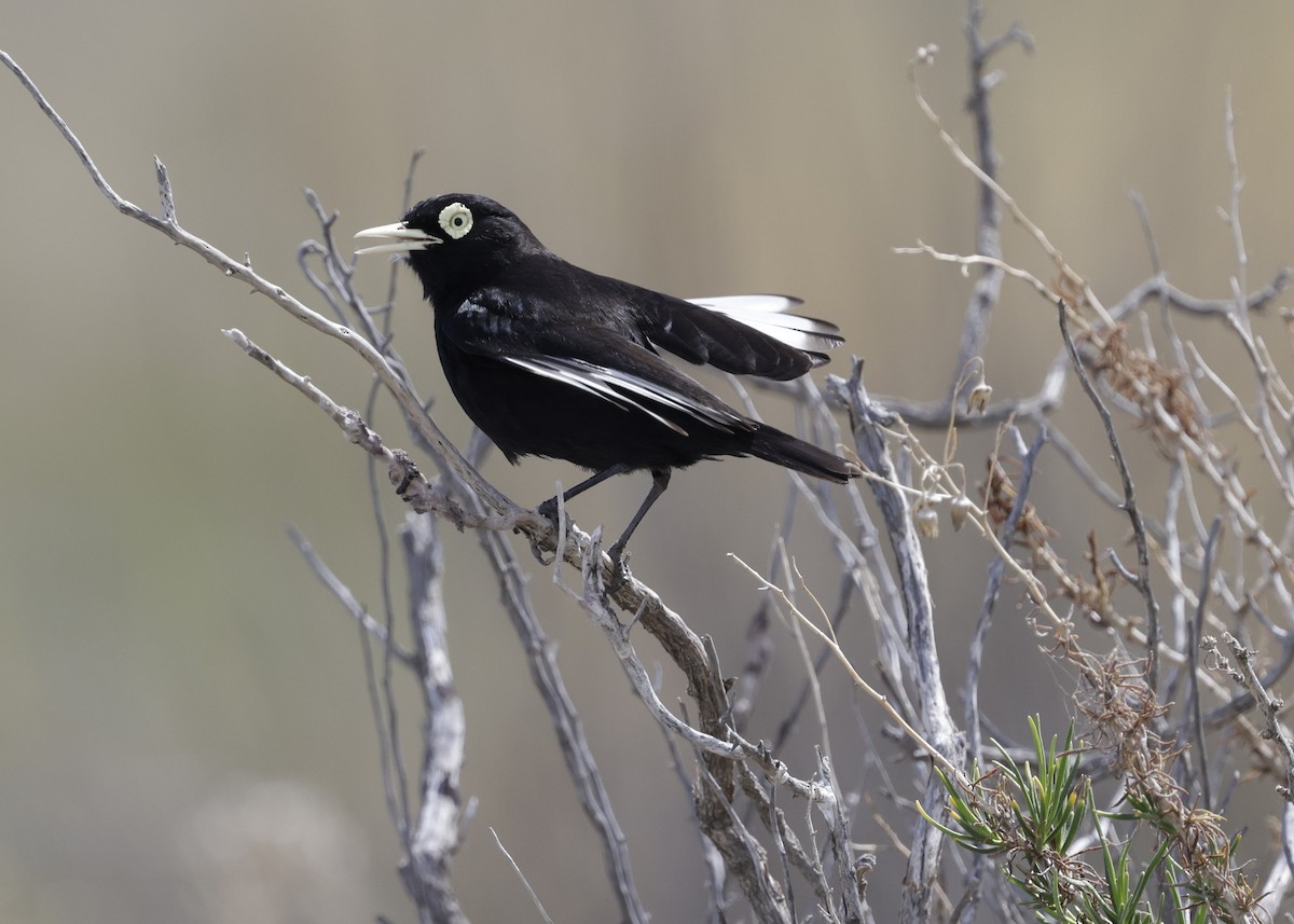 Spectacled Tyrant - ML644351005
