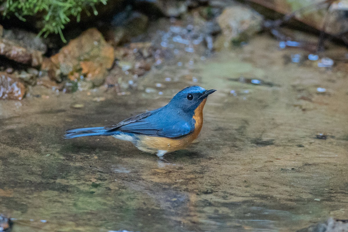 Gobemouche de White - ML644351006