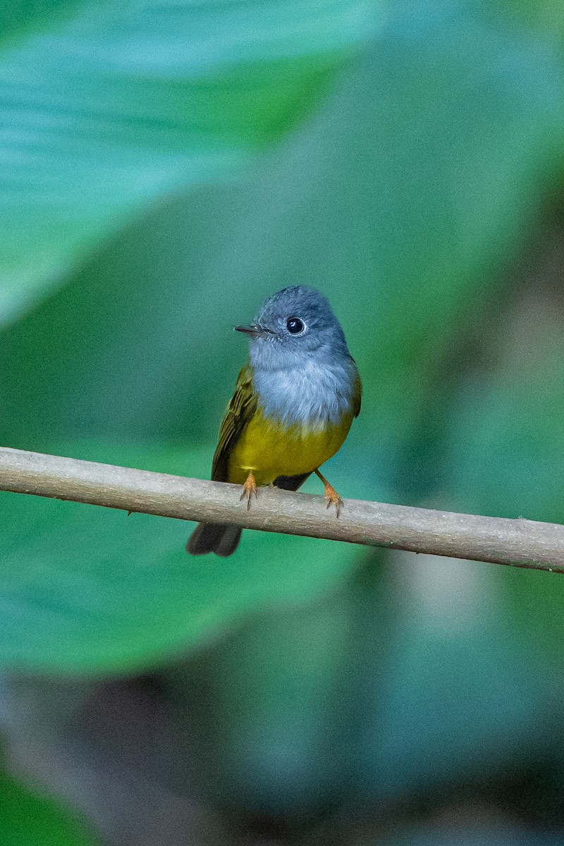 Gray-headed Canary-Flycatcher - ML644351007