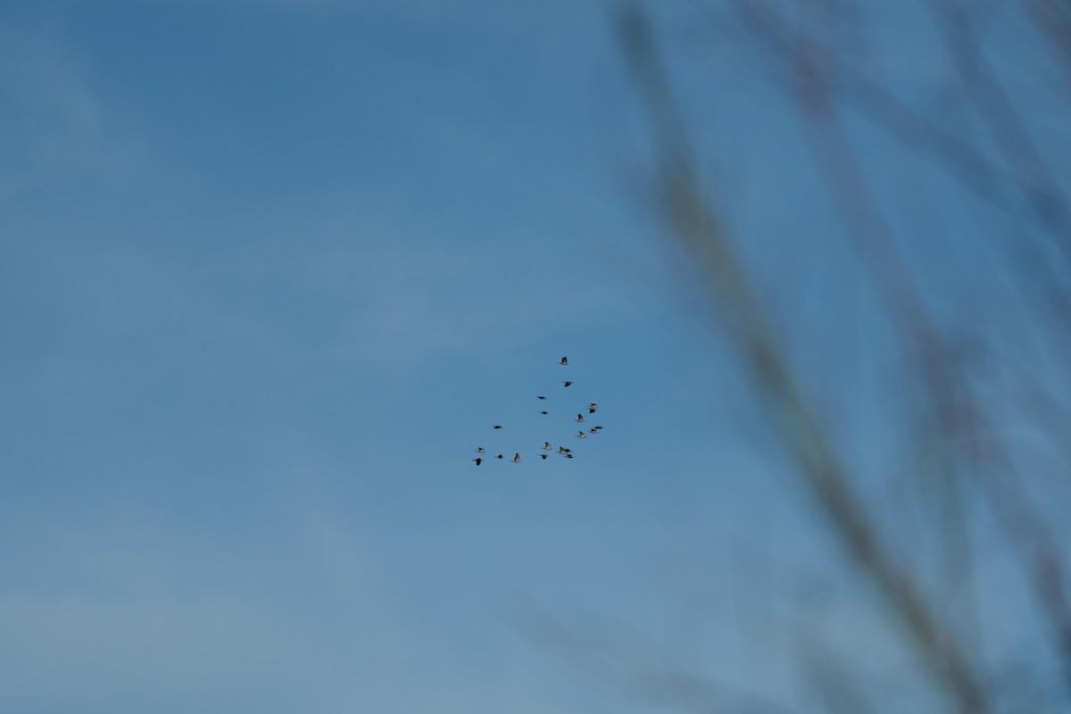 parykkdue - ML644351010