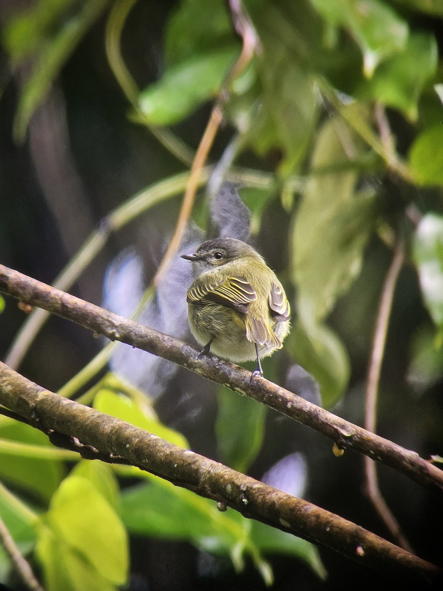 Mistletoe Tyrannulet - ML644351014