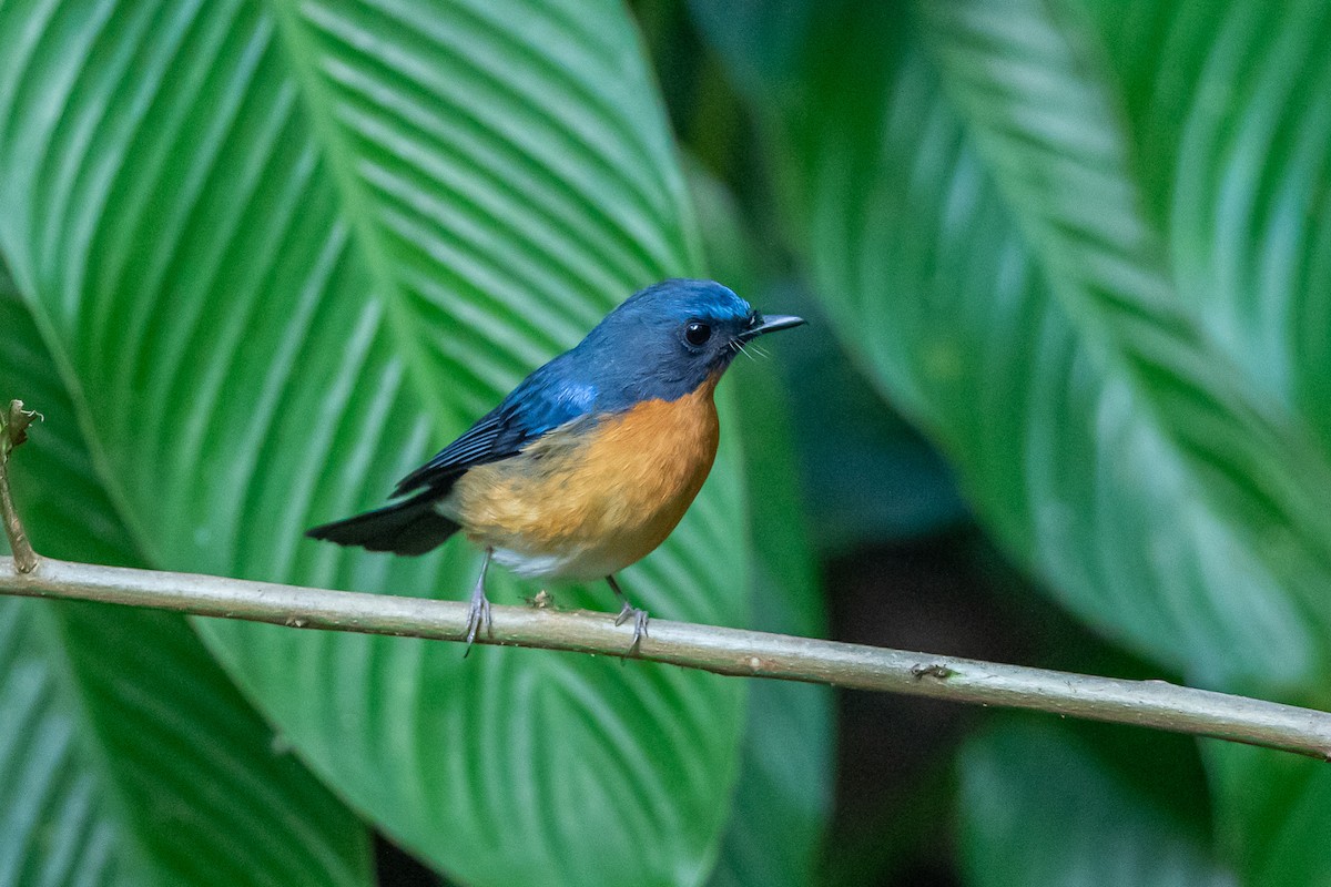 Gobemouche de White - ML644351016
