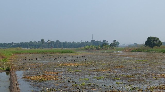 Glossy Ibis - ML644351023