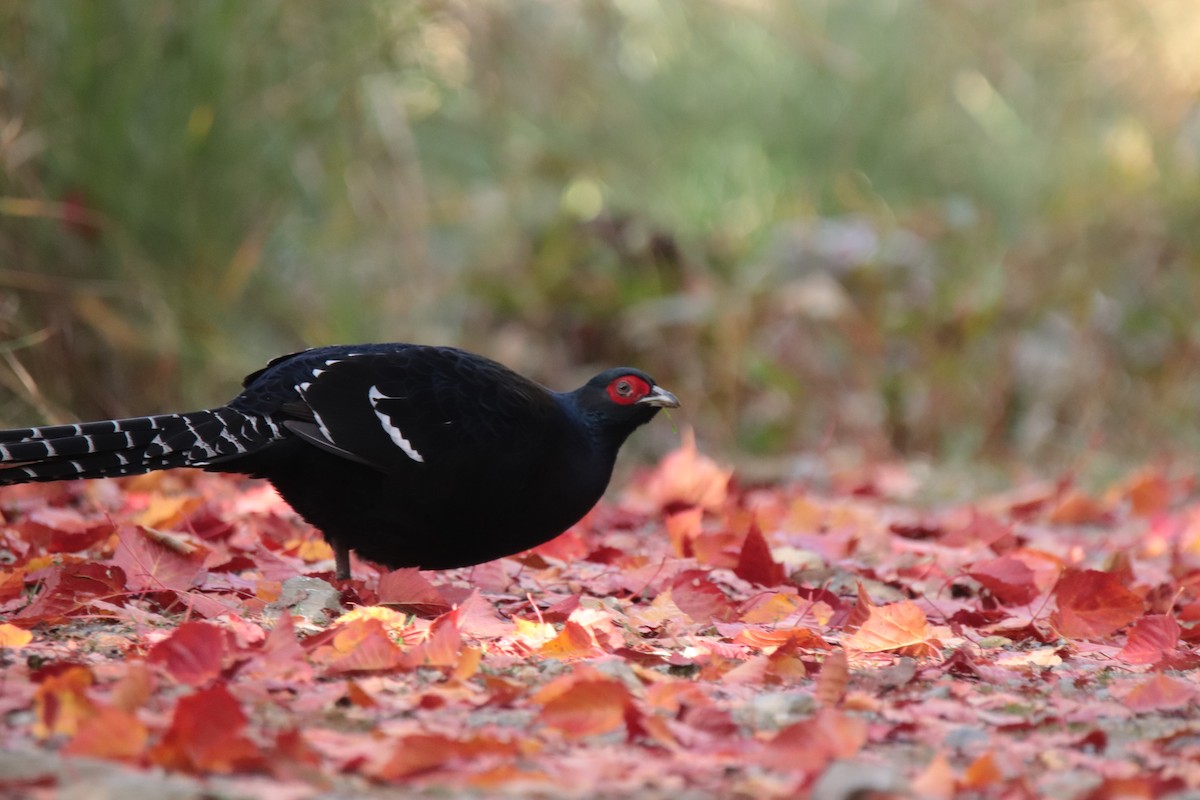 ミカドキジ - ML644351024