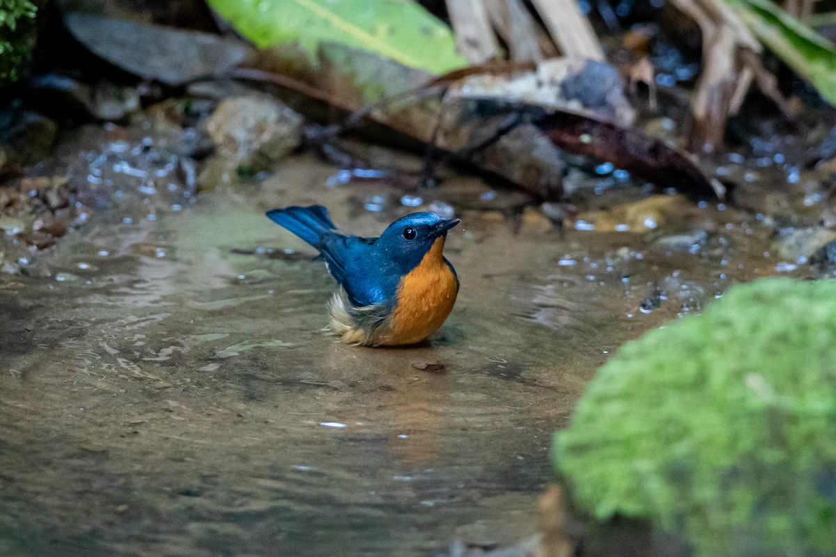 Gobemouche de White - ML644351028