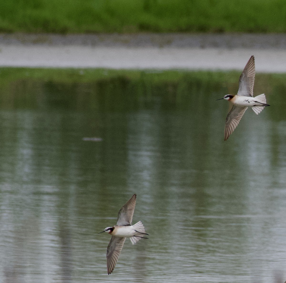 lyskonoh dlouhozobý - ML644351030