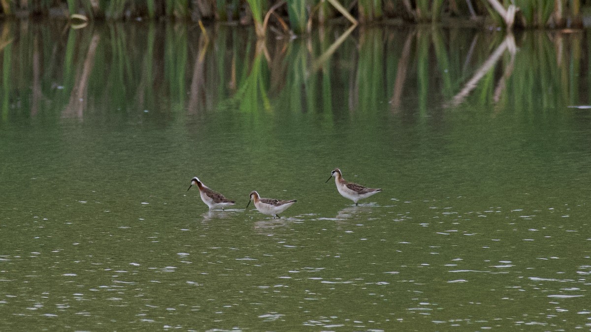 lyskonoh dlouhozobý - ML644351031