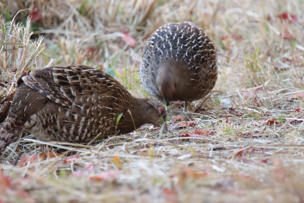 ミカドキジ - ML644351032