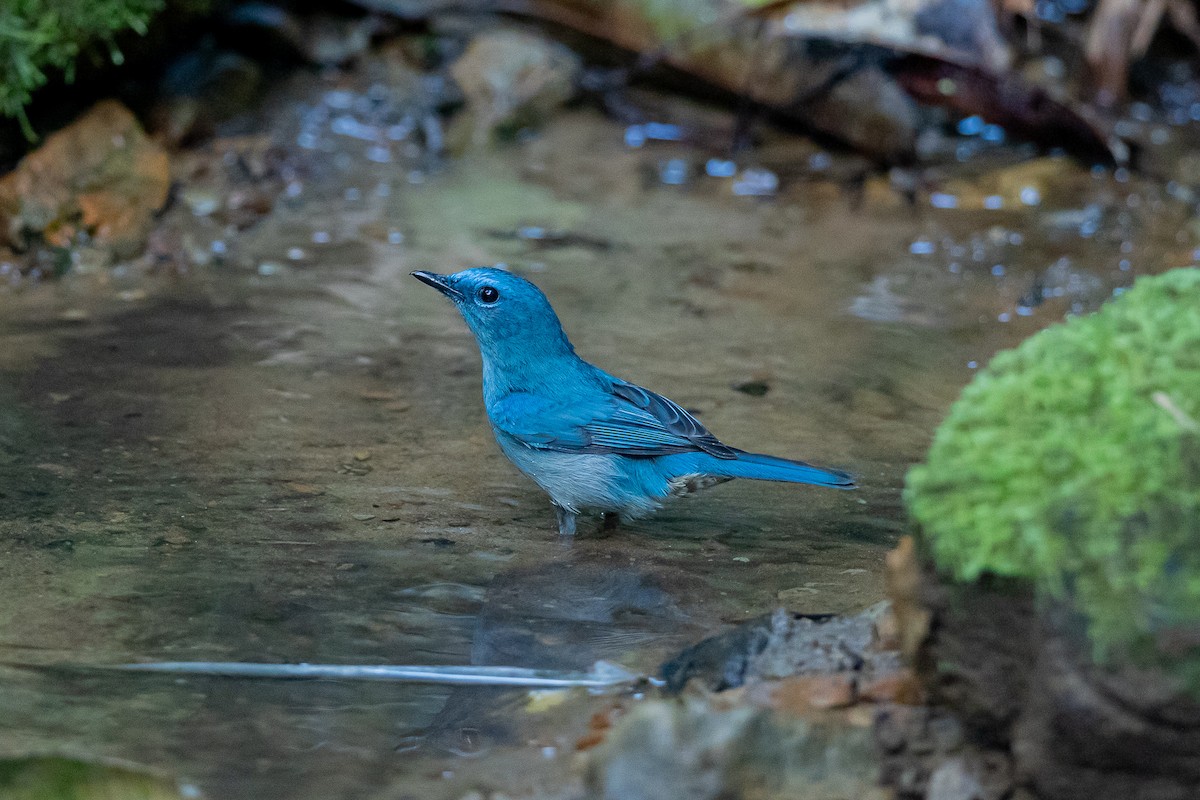 ウスヒメアオヒタキ - ML644351033