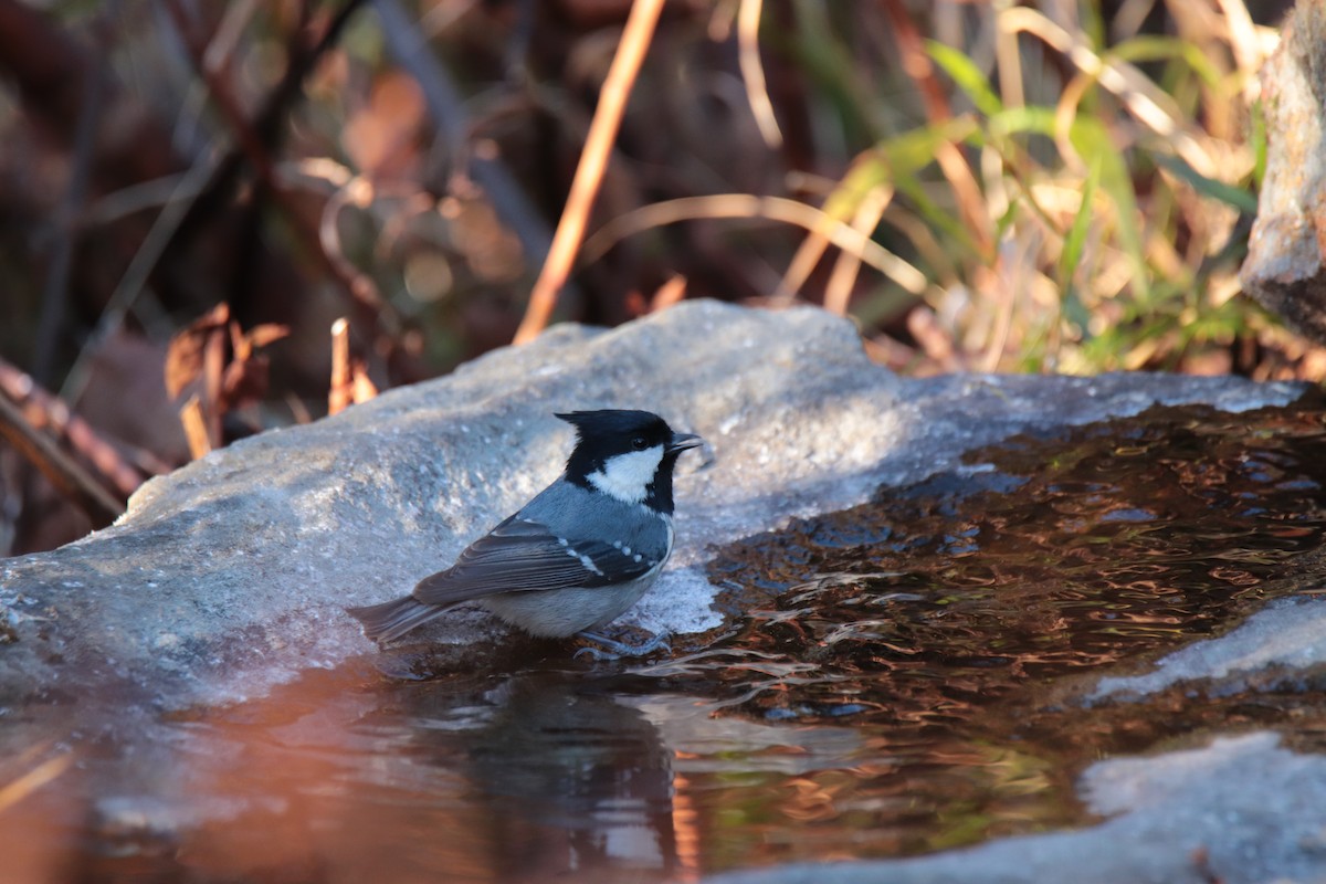 ヒガラ - ML644351038