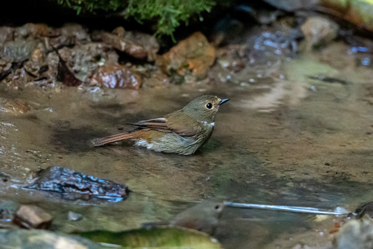 Rufous-bellied Niltava - ML644351046