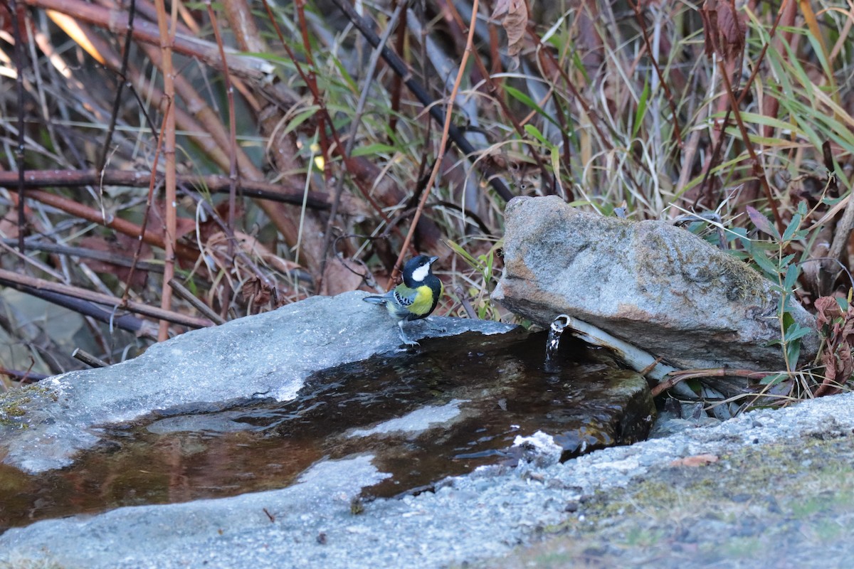 Mésange montagnarde - ML644351054