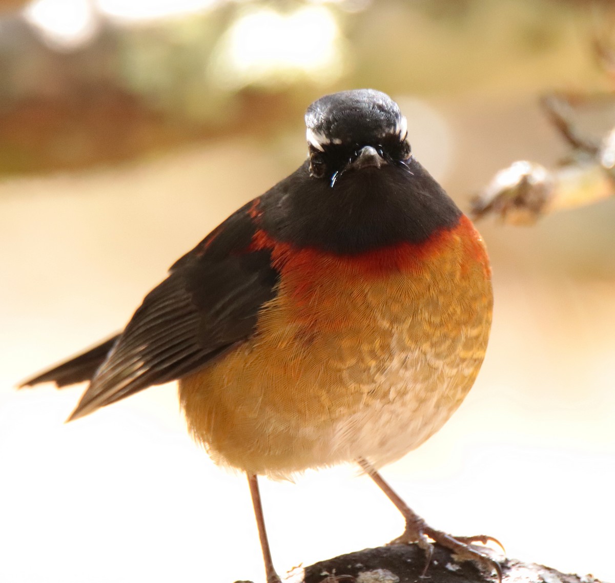 Ruiseñor de Formosa Pintado - ML644351079