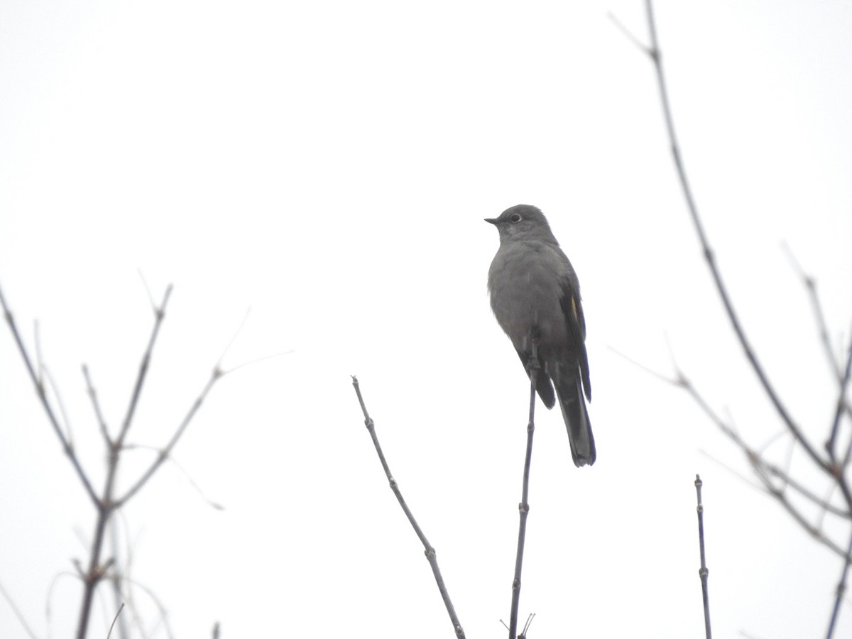 Townsend's Solitaire - ML644351080