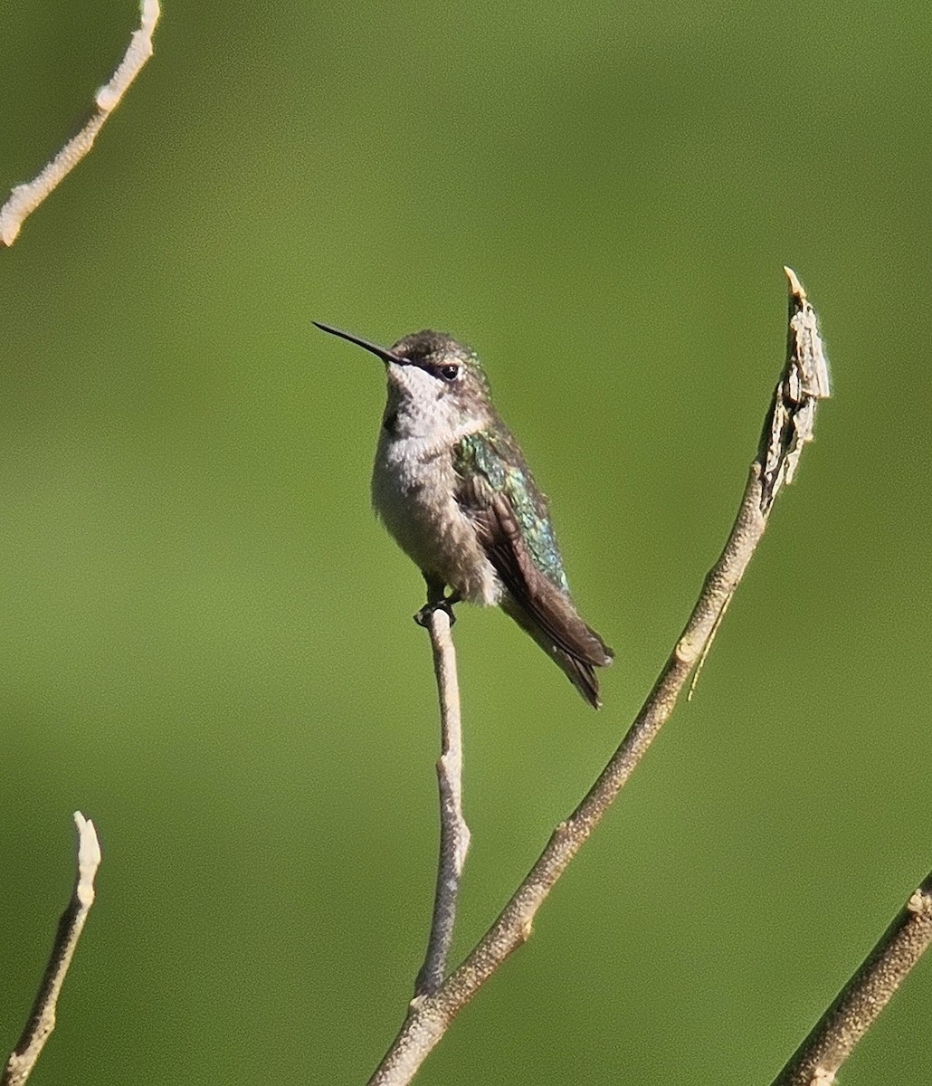 Ruby-throated Hummingbird - ML644351085
