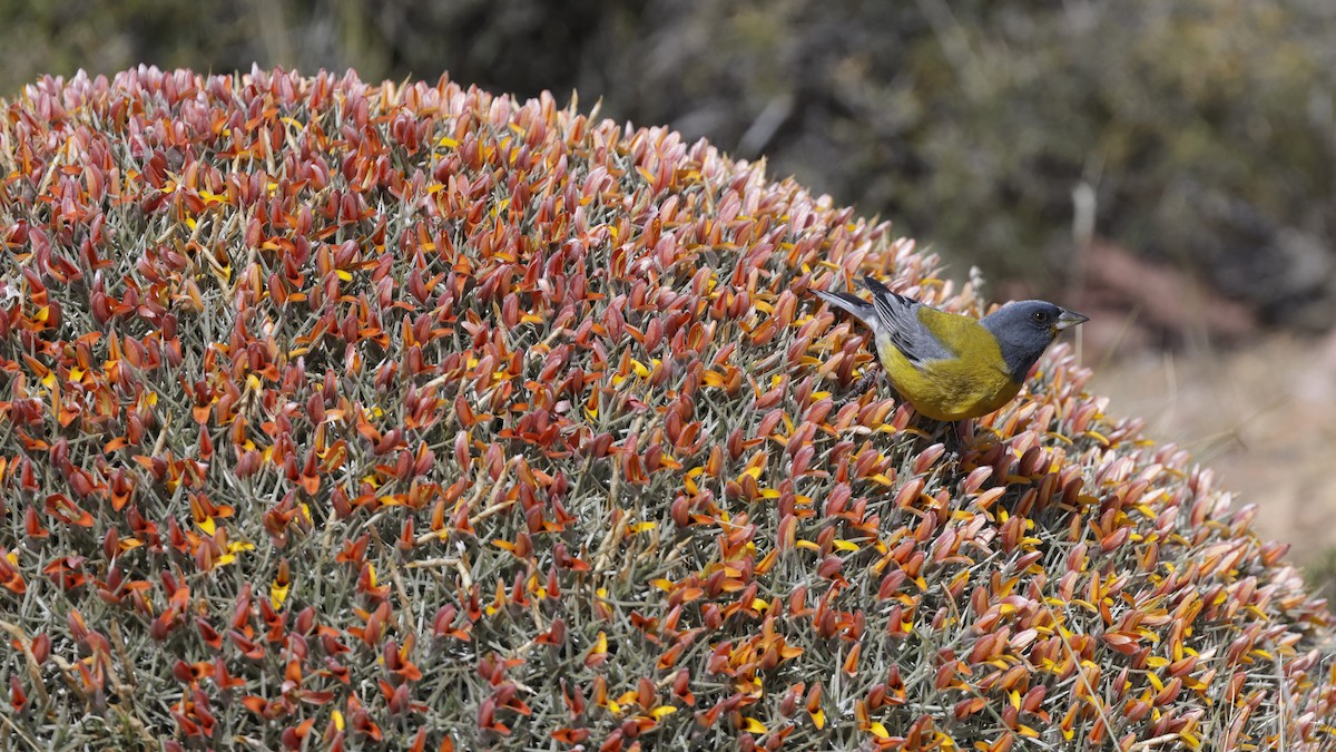 Gray-hooded Sierra Finch - ML644351089