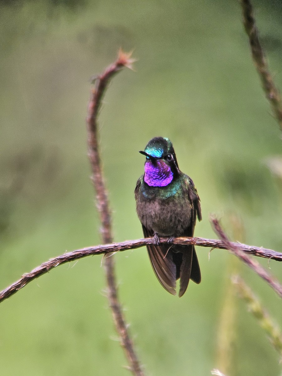 Mor Gerdanlı Dağmücevheri - ML644351090