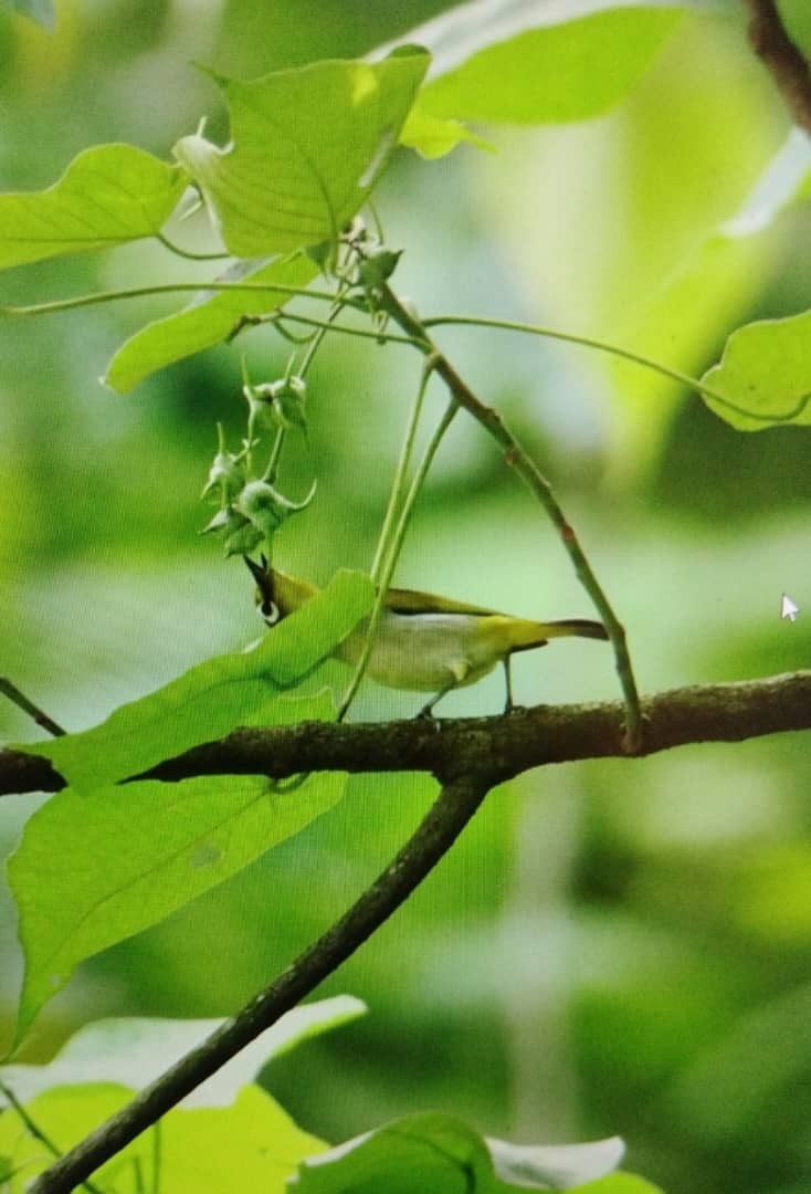 Swinhoe's White-eye - ML644351092