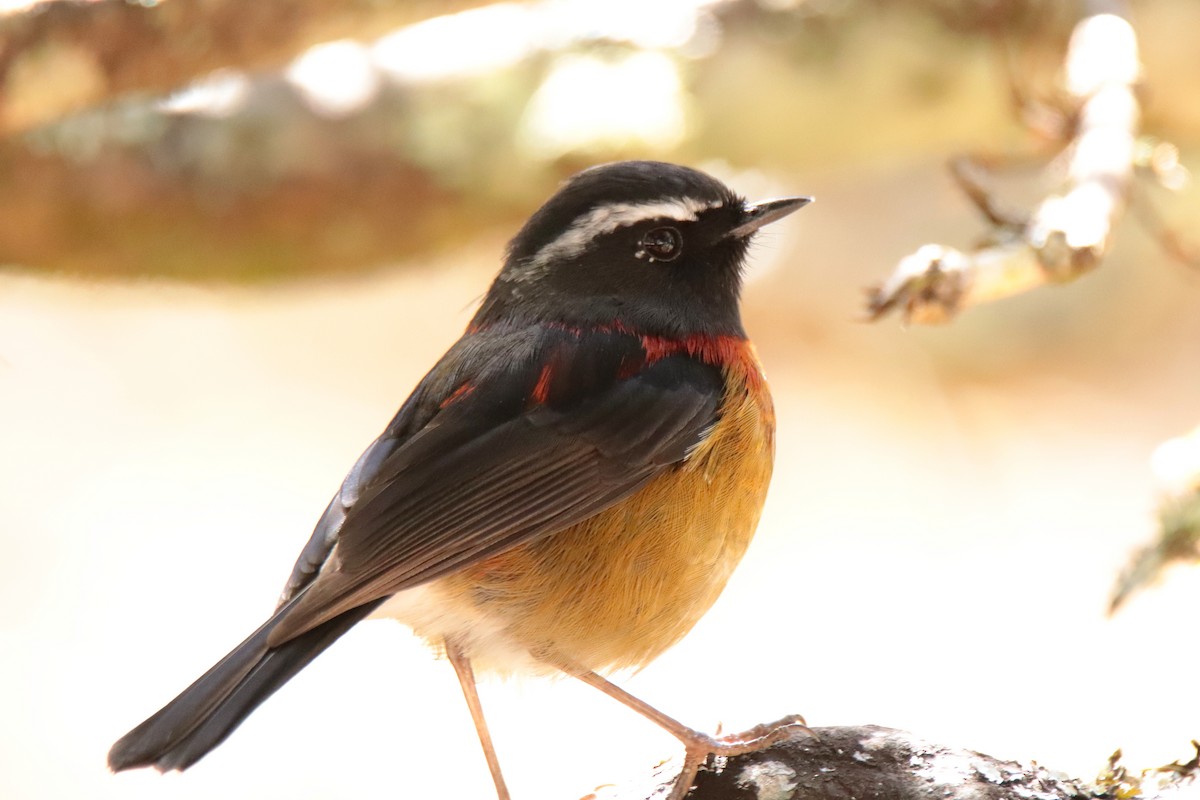 Ruiseñor de Formosa Pintado - ML644351093