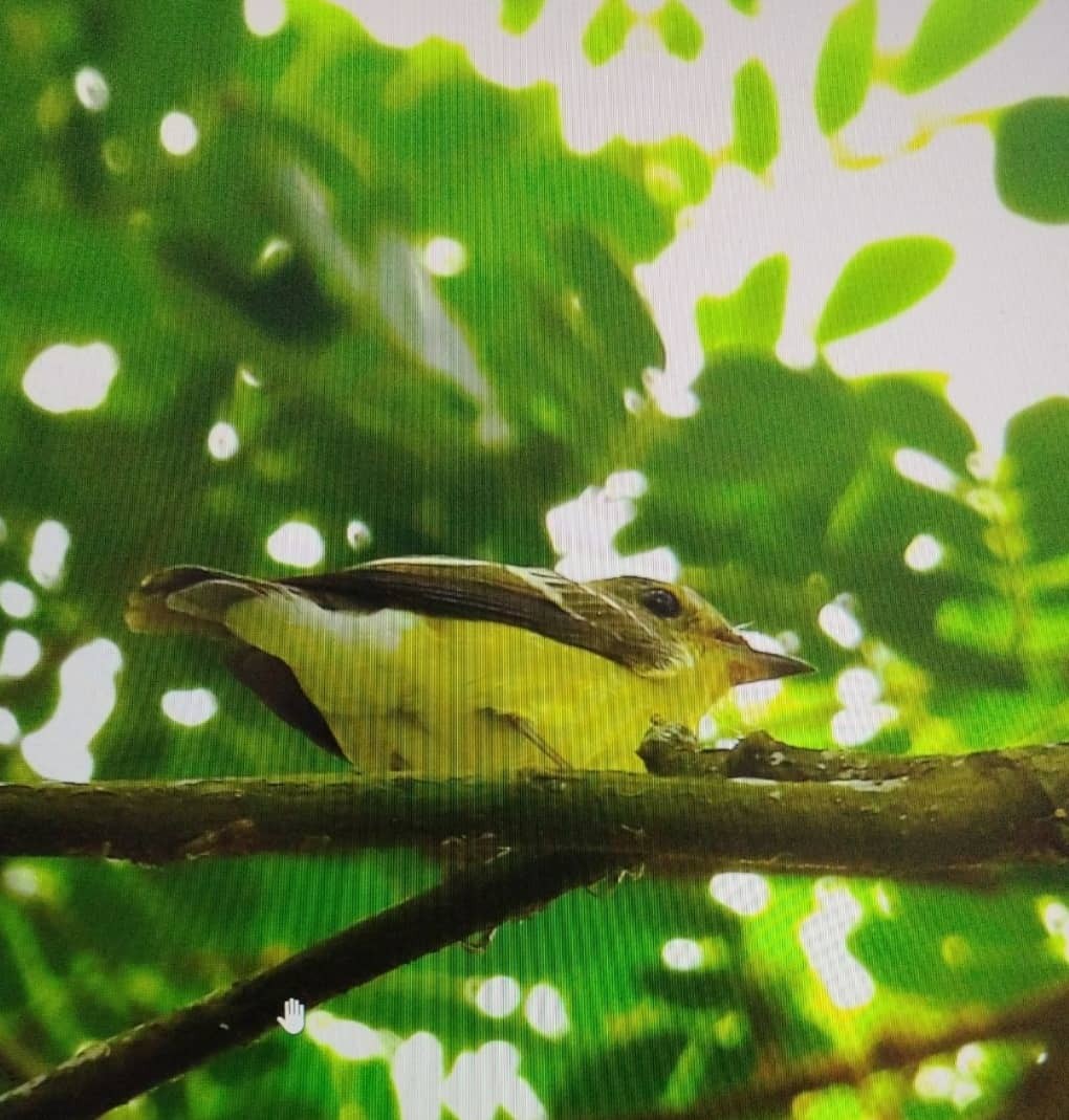Yellow-rumped Flycatcher - ML644351095