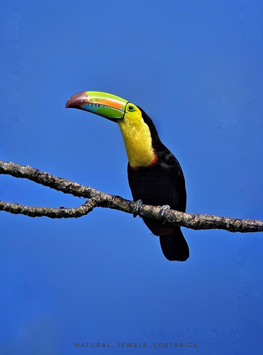 Радужный тукан - ML644351101