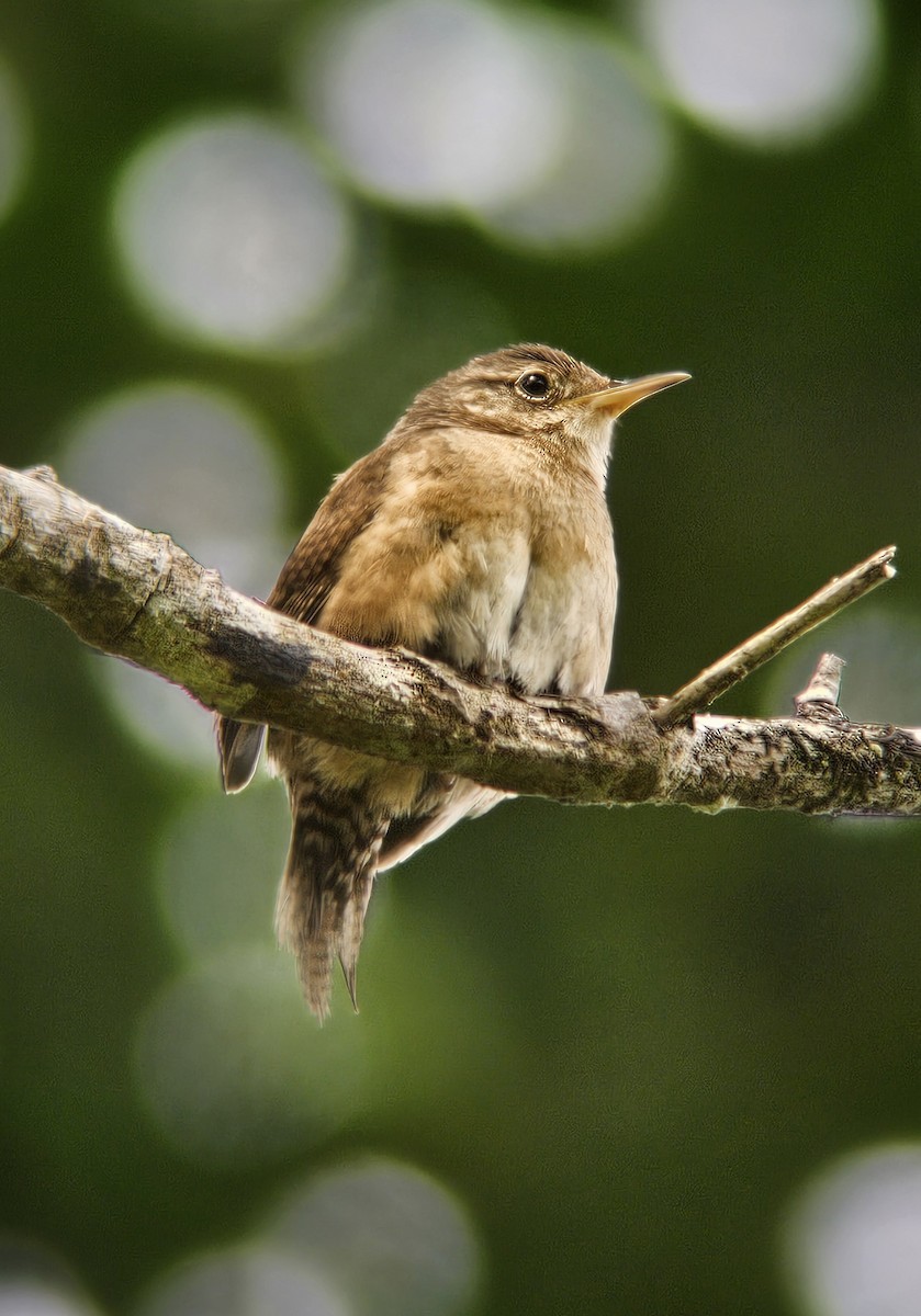 Southern House Wren - ML644351111