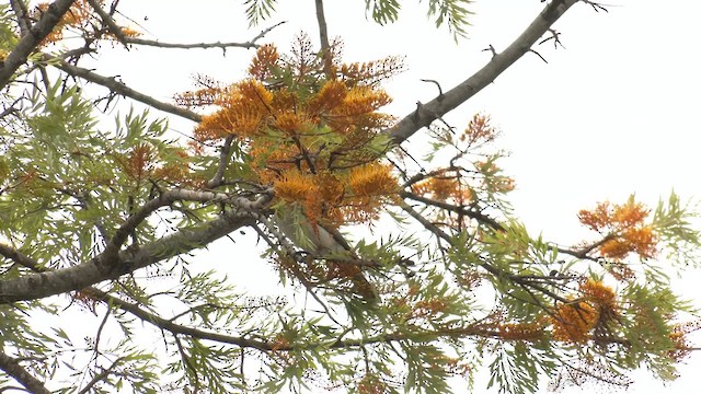 Крикливый кожеголов - ML644351115