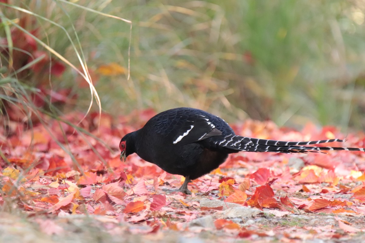 ミカドキジ - ML644351117