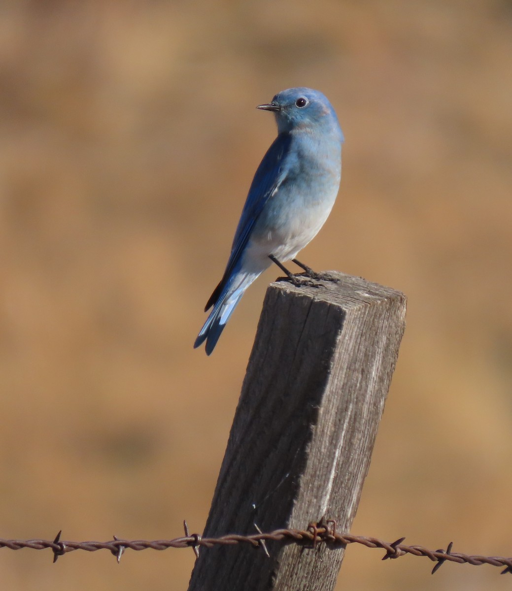 Mountain Bluebird - ML644351118