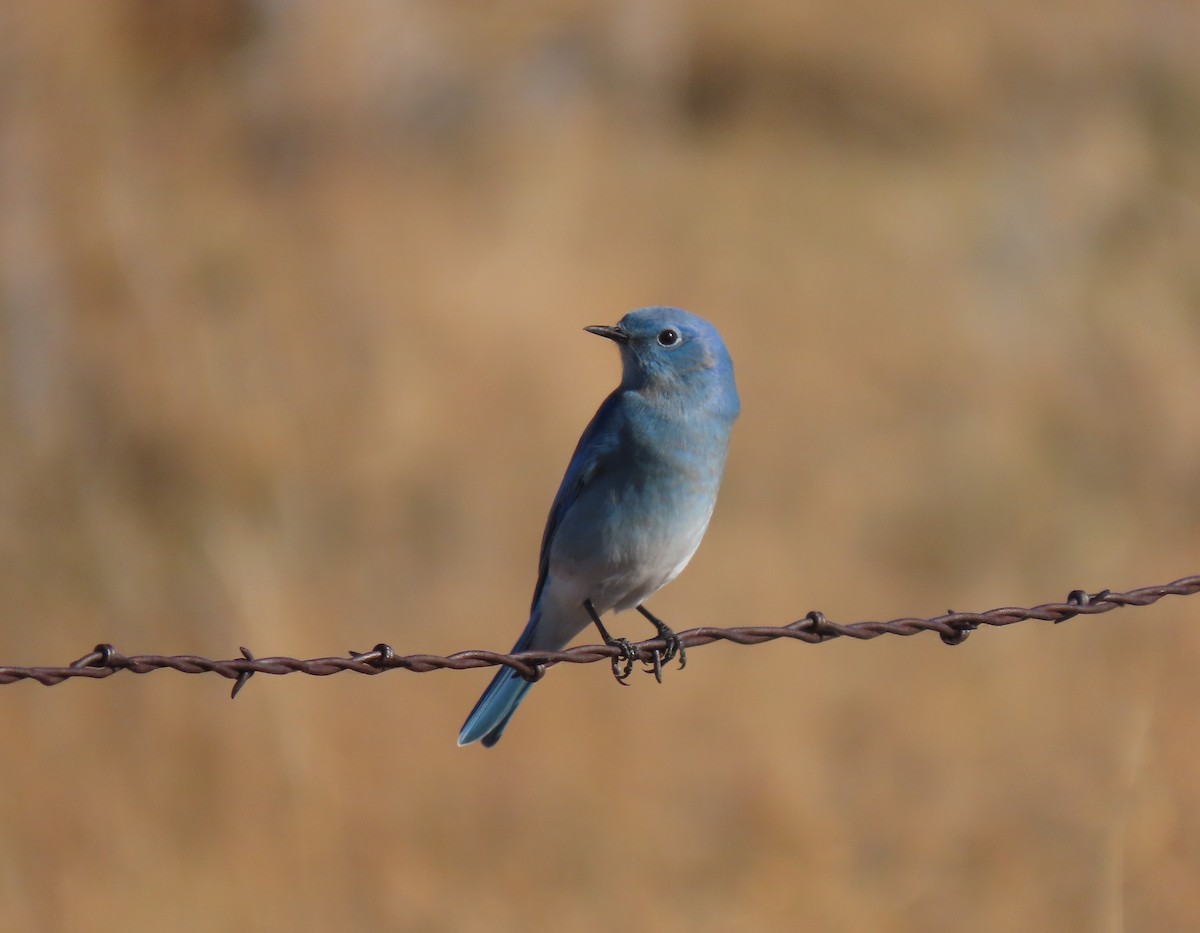 Mountain Bluebird - ML644351119