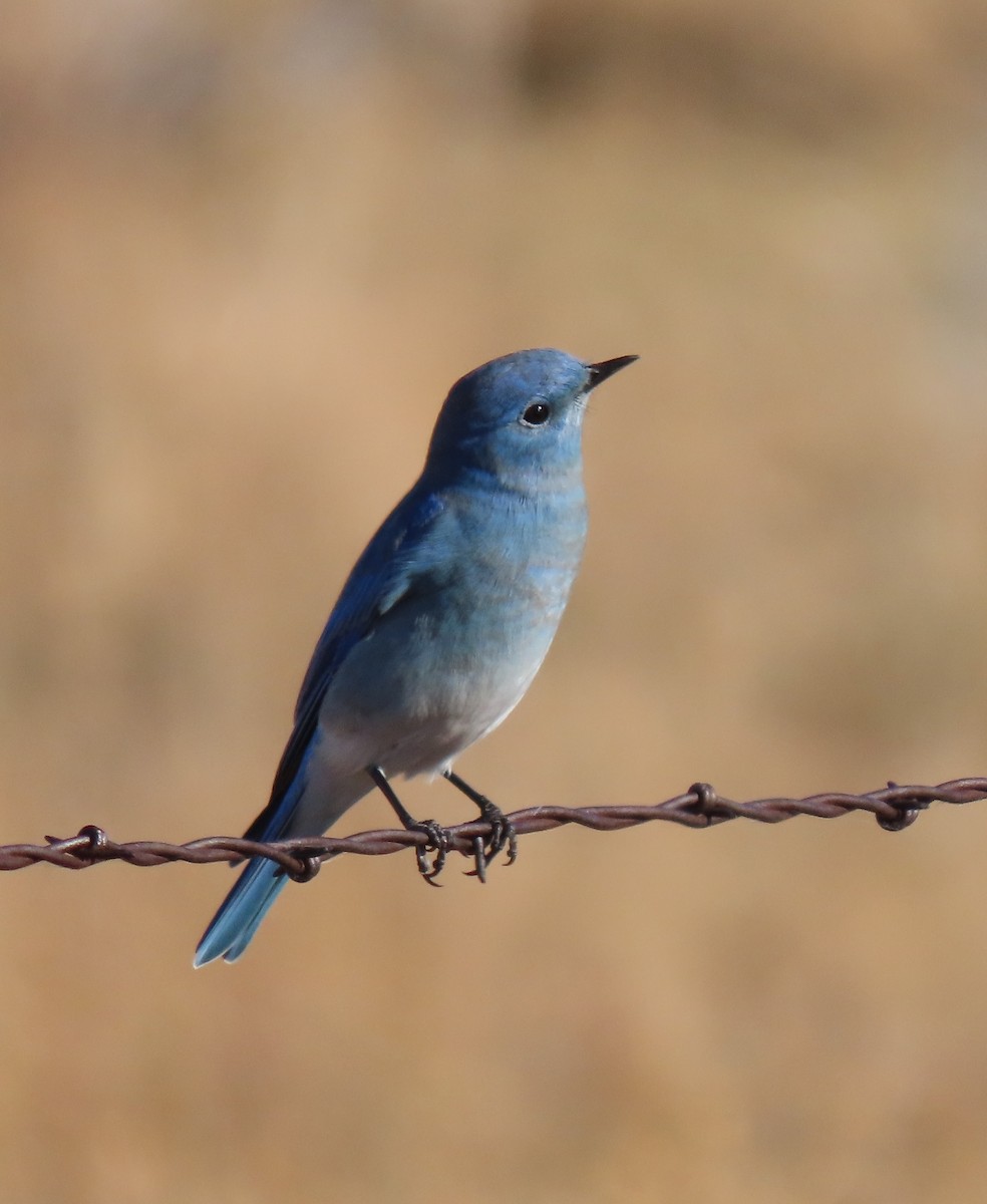 Mountain Bluebird - ML644351120
