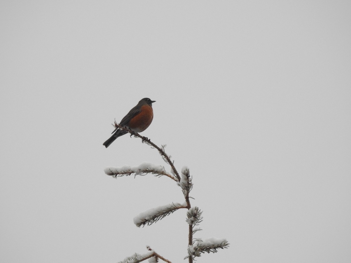 American Robin - ML644351138