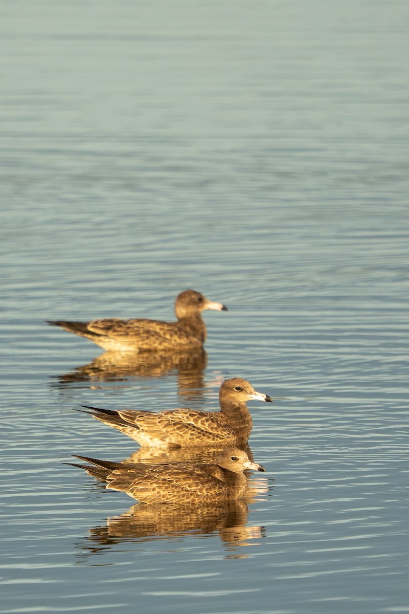 japanmåke - ML644351158