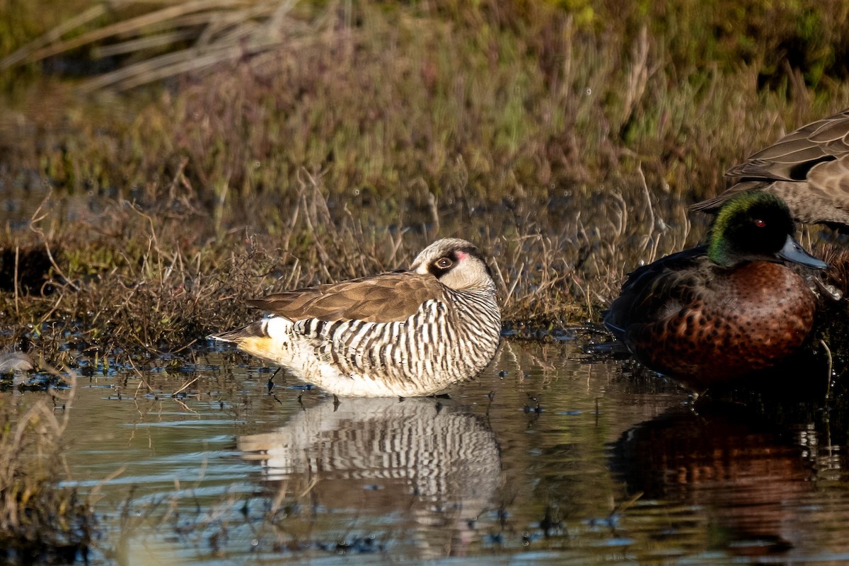 leppeand - ML644351172