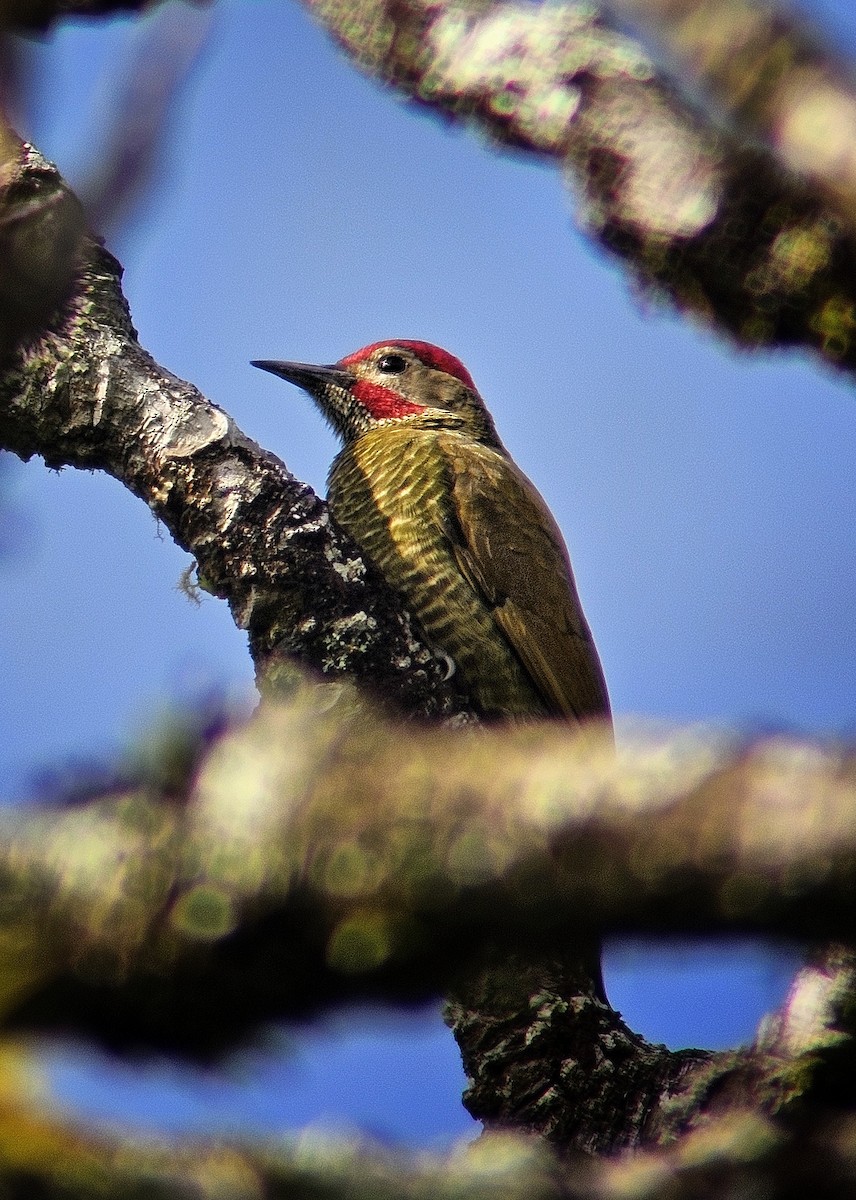 Golden-olive Woodpecker - ML644351173