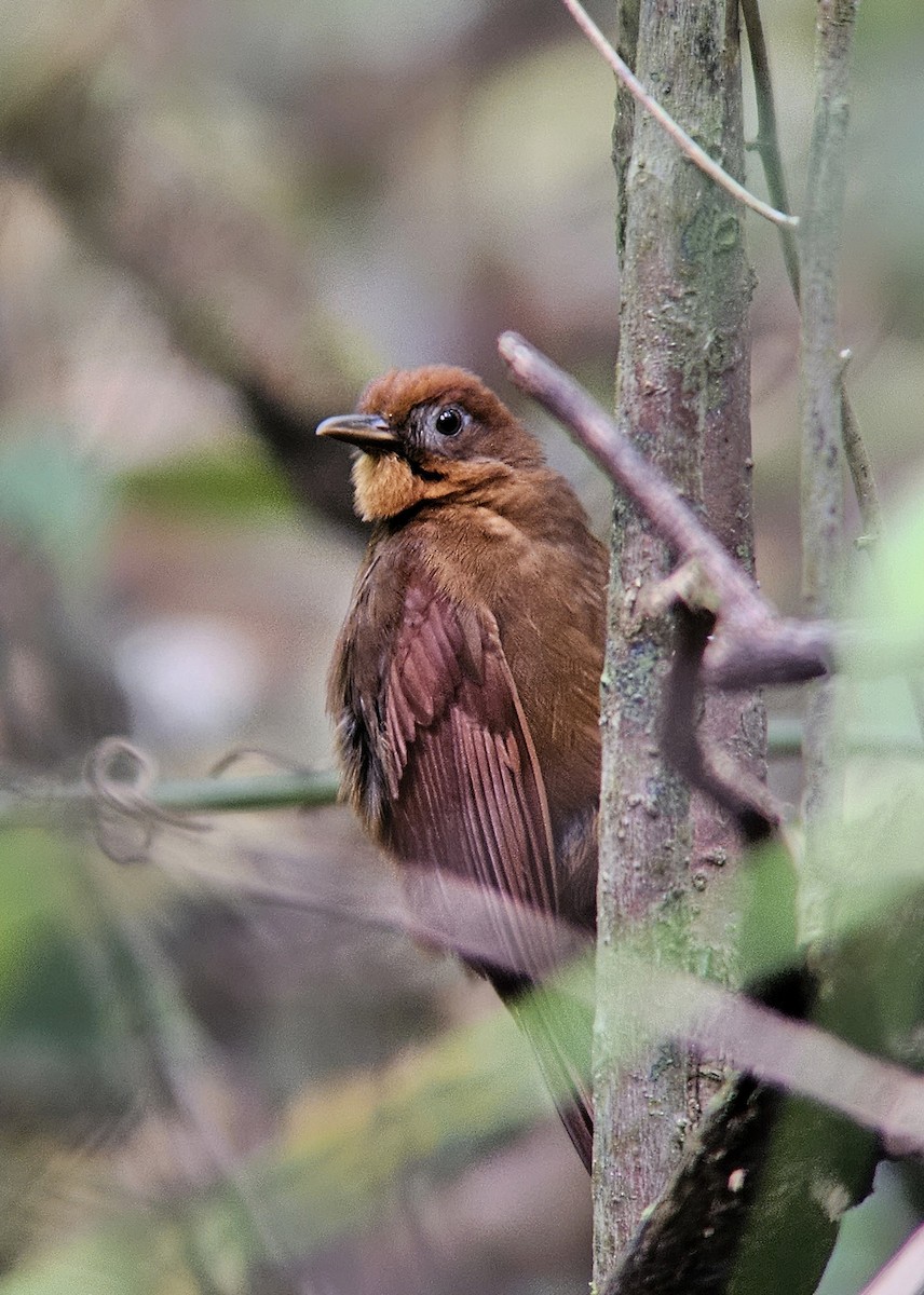 Ruddy Woodcreeper - ML644351180