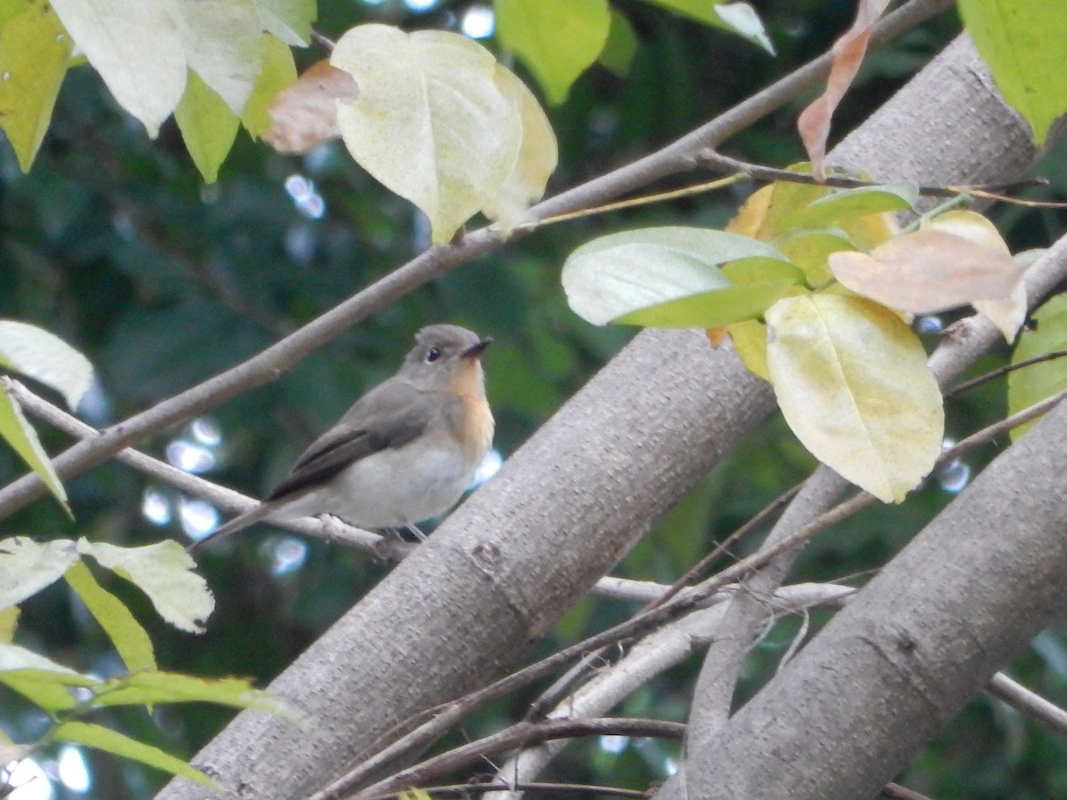 Hainan Blue Flycatcher - ML644351189
