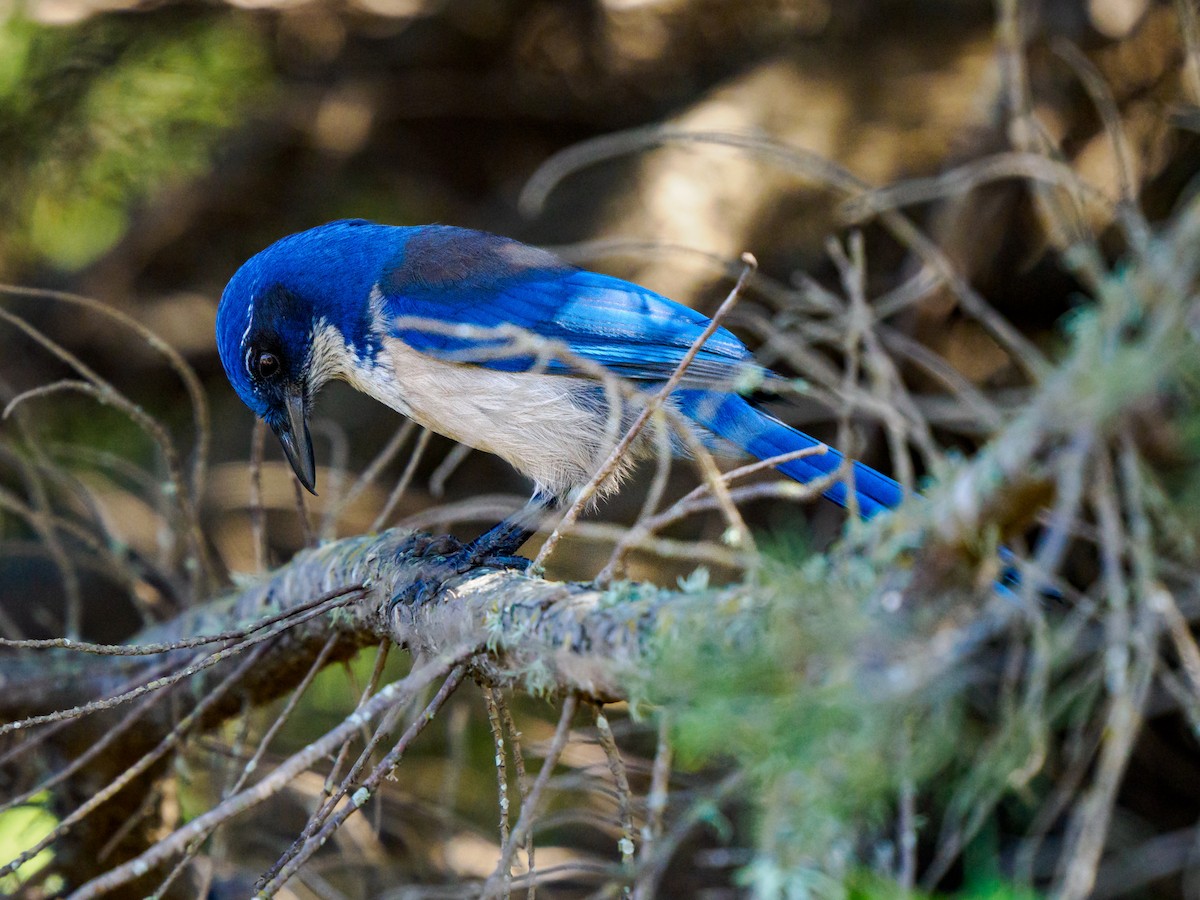 eikeskrike - ML644351192