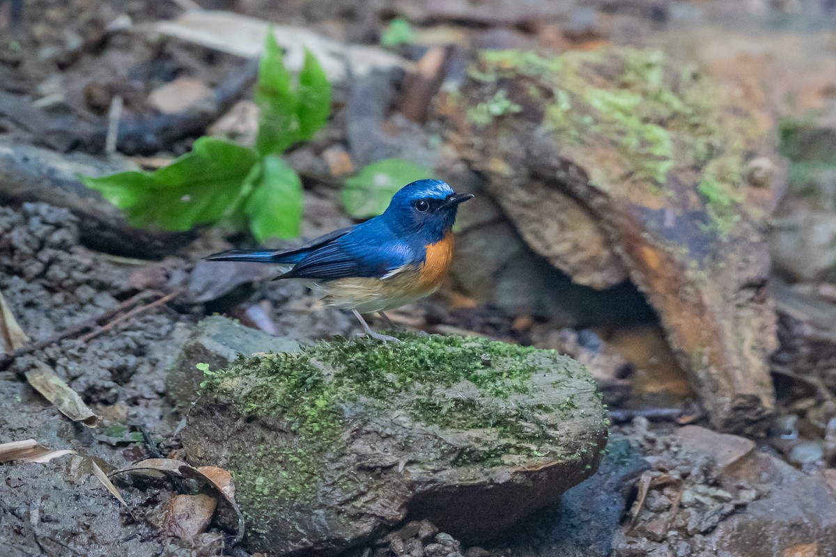 Blue-throated Flycatcher - ML644351198