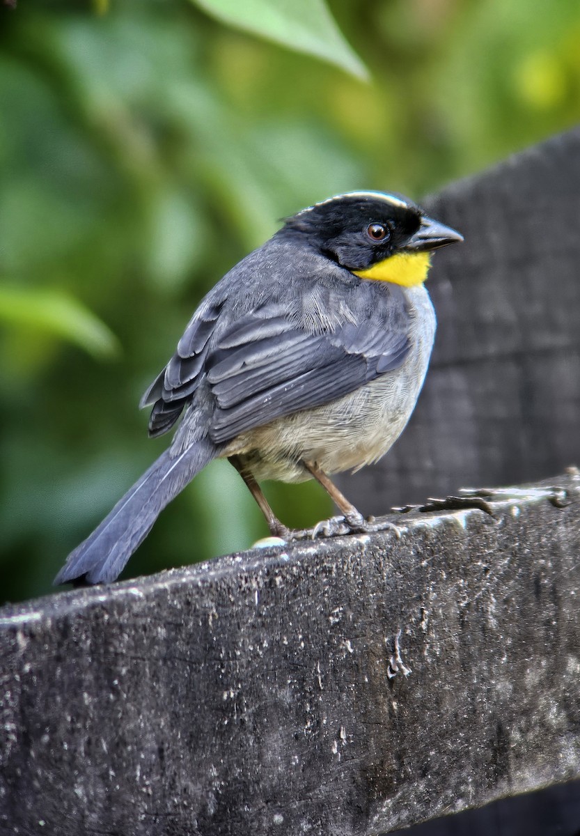 White-naped Brushfinch - ML644351202