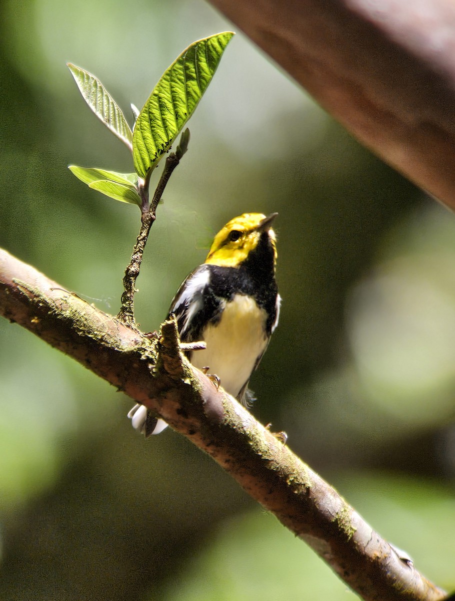 Black-throated Green Warbler - ML644351205