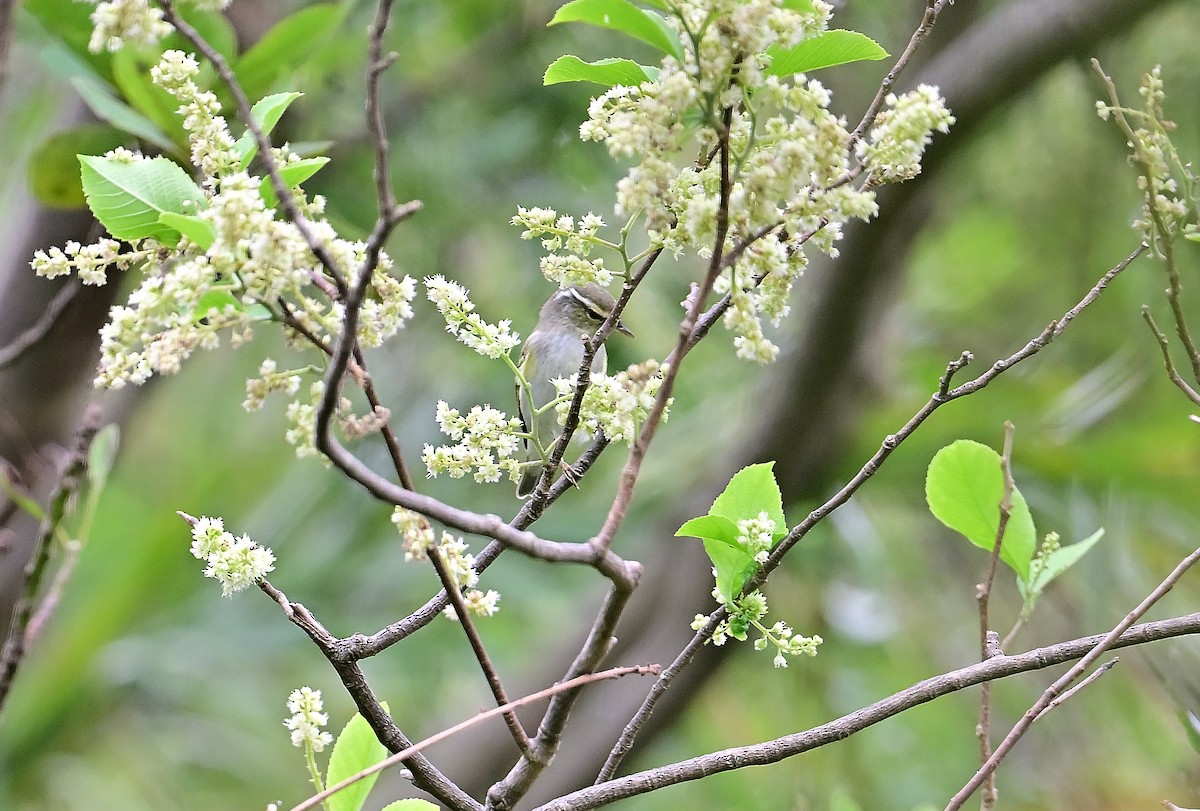 Pallas's Leaf Warbler - ML644351206