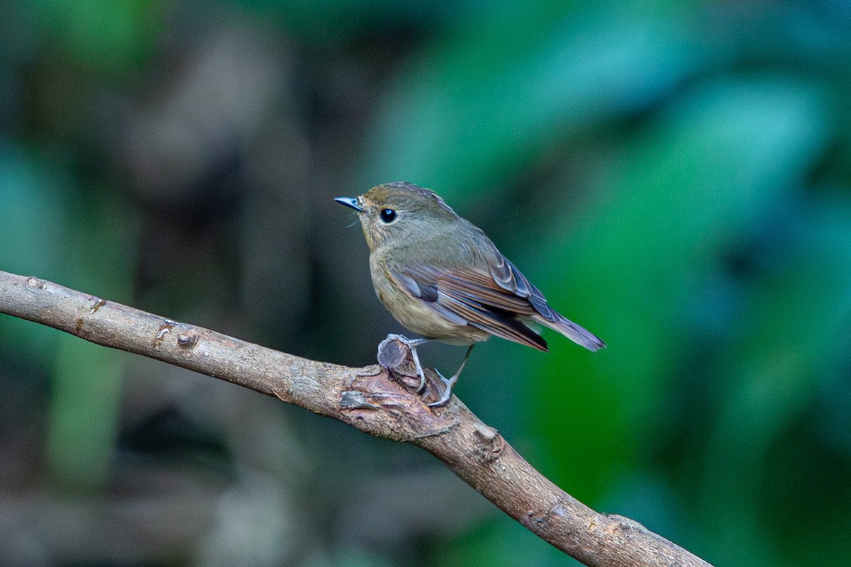 Snowy-browed Flycatcher - ML644351218